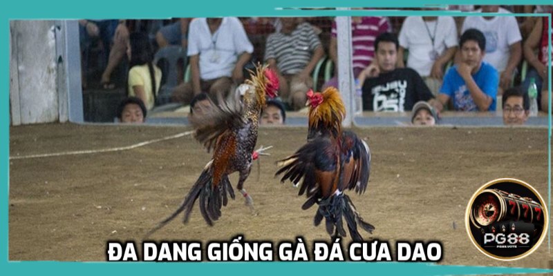 Đa dạng giống gà để lựa chọn 