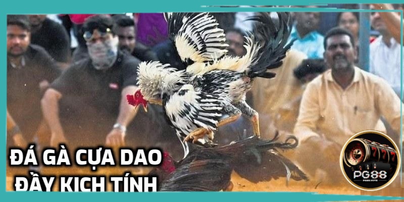 Hình thức đá gà gay cấn, kịch tính