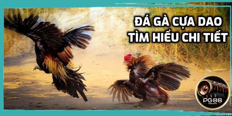 Đá gà cựa dao tìm hiểu chi tiết