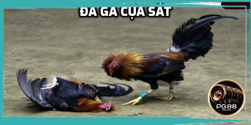 Đá gà cựa sắt thu hút cược thủ