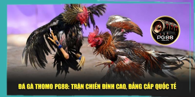 Đá gà thomo trải nghiệm thú vị