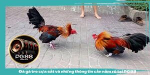 Đá gà tre cựa sắt và những thông tin cần nắm rõ tại PG88