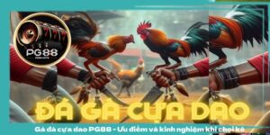 Gà đá cựa dao PG88 - Ưu điểm và kinh nghiệm khi chọi kê