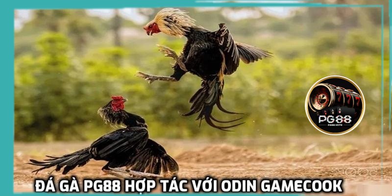 Hợp tác cho ra những trận đá gà hấp dẫn