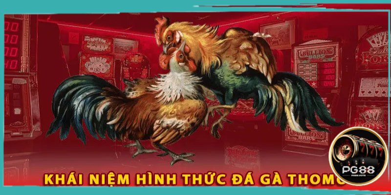 Tìm hiểu về đá gà Thomo